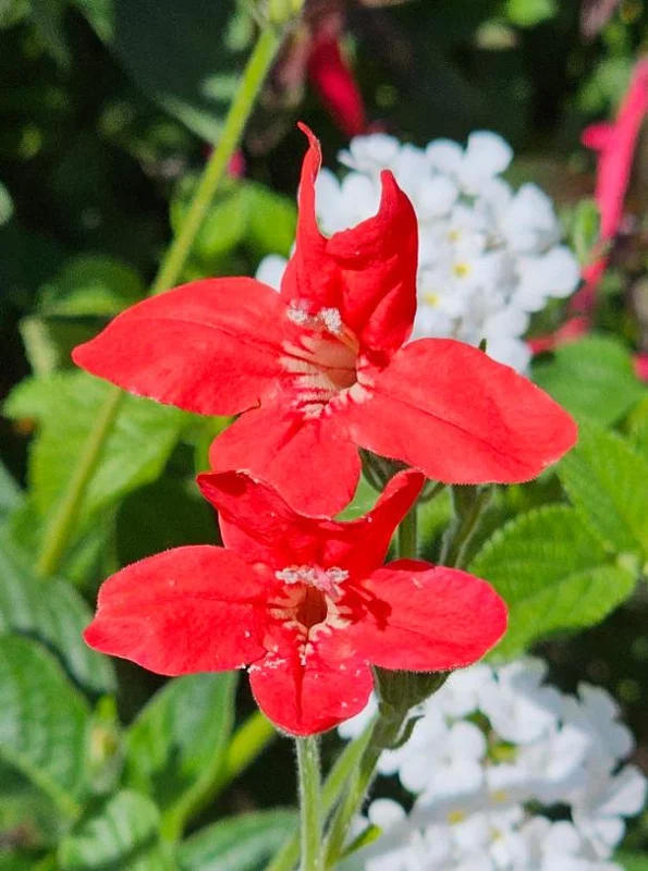 Home Set of 3 Brazilian Red Ruellia Live Plants – 3-6" Tall Starter – Ornamental Perennial - Image 1