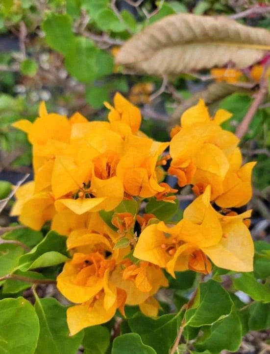 Set of 3 California Gold Bougainvillea Live Plants – 4-6" Tall – Vibrant Yellow Blooms – Tropical Vine - Image 2