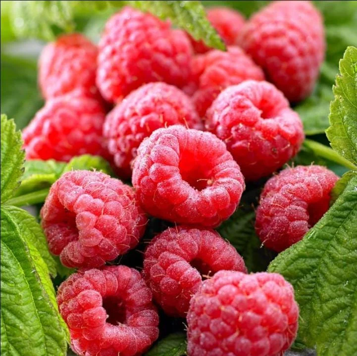 Set of 3 Caroline Raspberry Bare Roots for Planting - Sweet Fruit Plant, 3-5 Inch Tall Set of 3 Caroline Raspberry Bare Roots for Planting - Sweet Fruit Plant, 3-5 Inch Tall - Image 2