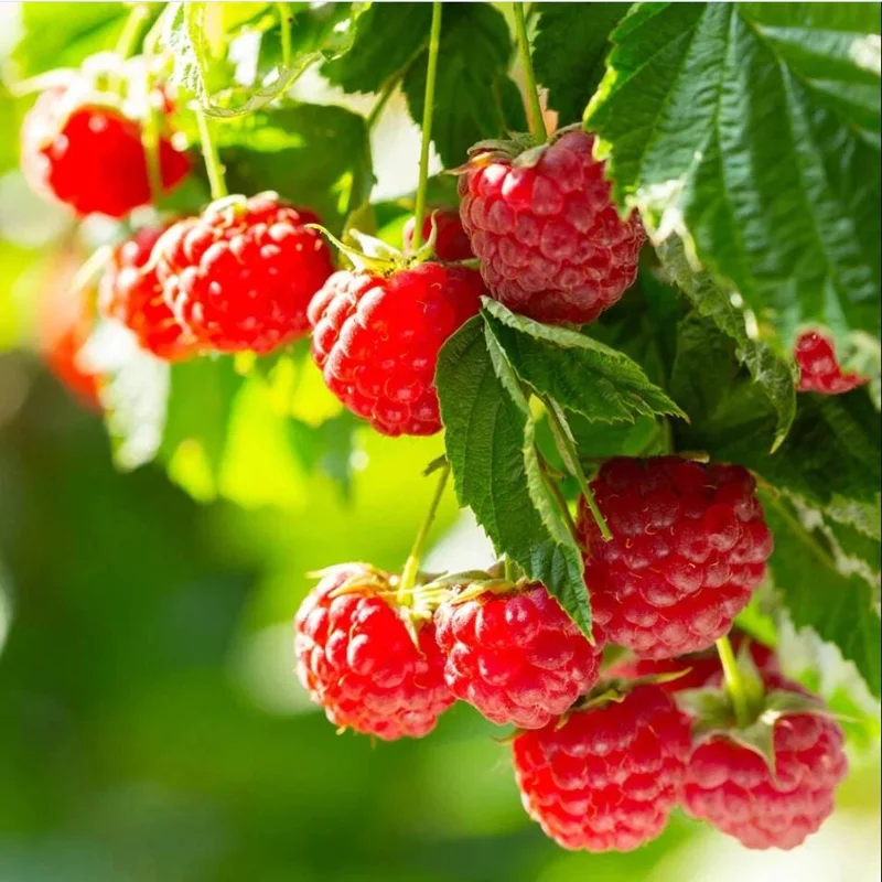 Set of 3 Caroline Raspberry Bare Roots for Planting - Sweet Fruit Plant, 3-5 Inch Tall Set of 3 Caroline Raspberry Bare Roots for Planting - Sweet Fruit Plant, 3-5 Inch Tall - Image 3