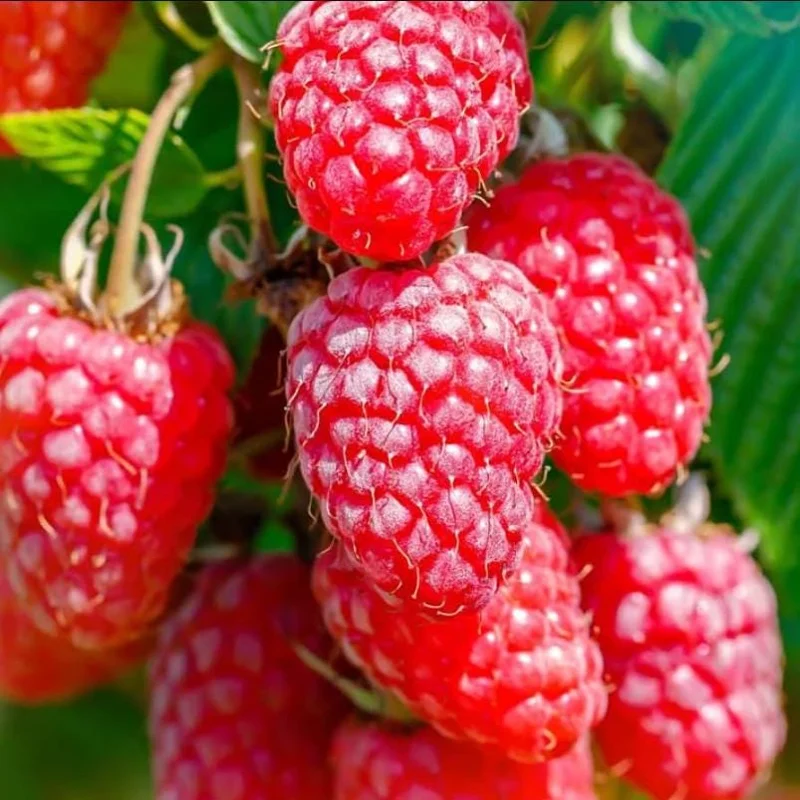 Set of 3 Caroline Raspberry Bare Roots for Planting - Sweet Fruit Plant, 3-5 Inch Tall Set of 3 Caroline Raspberry Bare Roots for Planting - Sweet Fruit Plant, 3-5 Inch Tall - Image 4