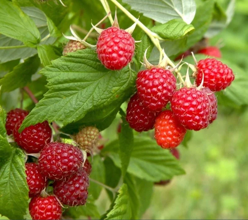 Set of 3 Caroline Raspberry Bare Roots for Planting - Sweet Fruit Plant, 3-5 Inch Tall Set of 3 Caroline Raspberry Bare Roots for Planting - Sweet Fruit Plant, 3-5 Inch Tall - Image 5