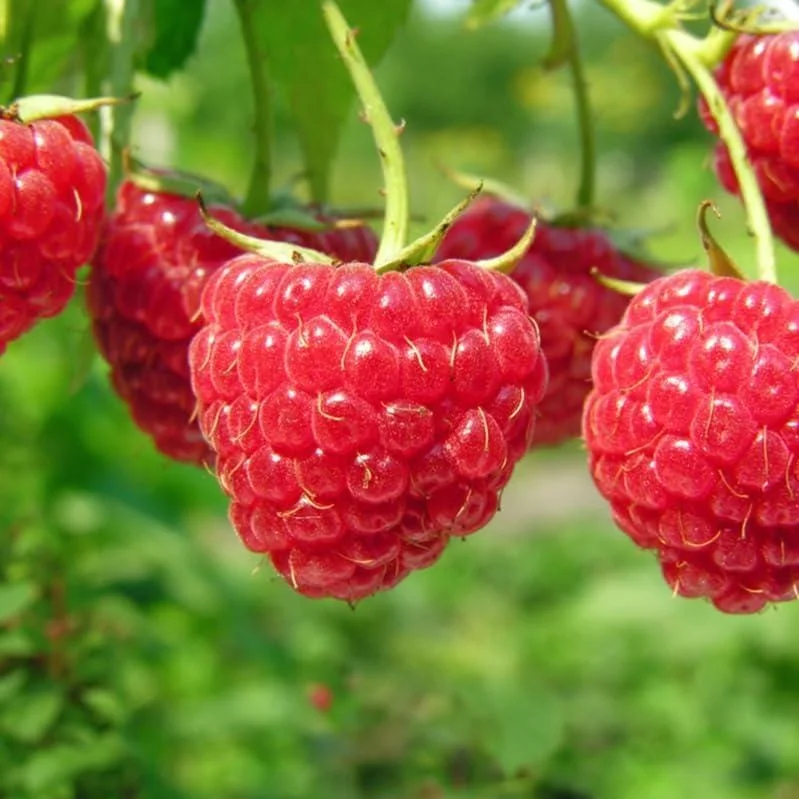 Set of 3 Caroline Raspberry Bare Roots for Planting - Sweet Fruit Plant, 3-5 Inch Tall Set of 3 Caroline Raspberry Bare Roots for Planting - Sweet Fruit Plant, 3-5 Inch Tall - Image 6