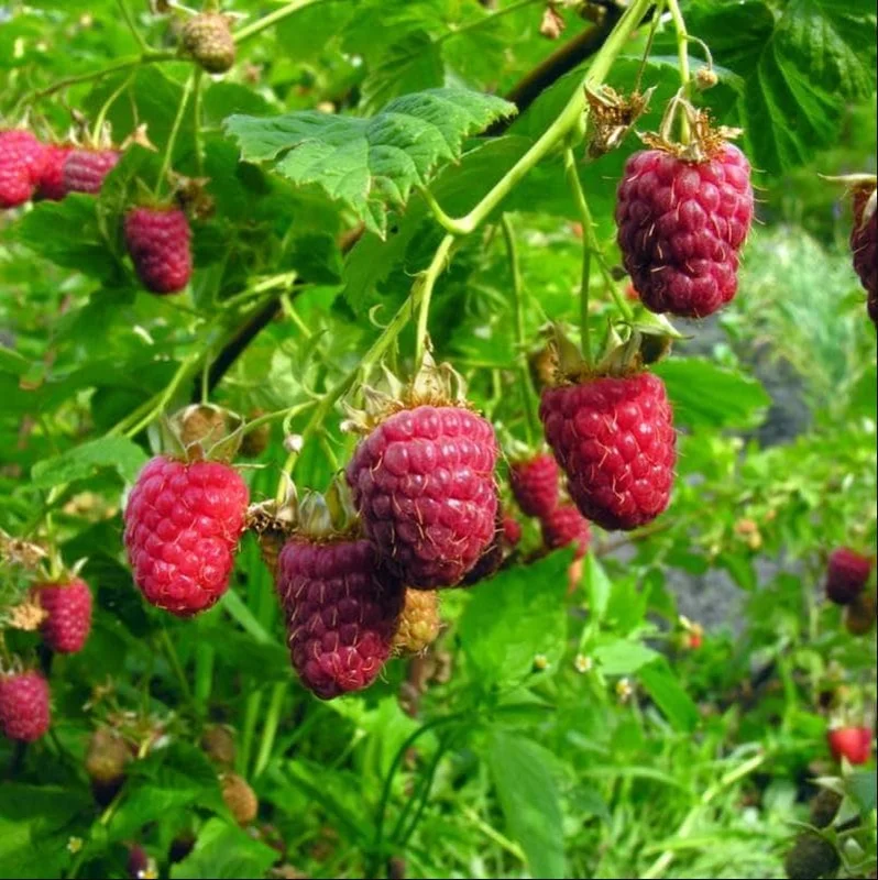 Set of 3 Caroline Raspberry Bare Roots for Planting - Sweet Fruit Plant, 3-5 Inch Tall Set of 3 Caroline Raspberry Bare Roots for Planting - Sweet Fruit Plant, 3-5 Inch Tall - Image 7