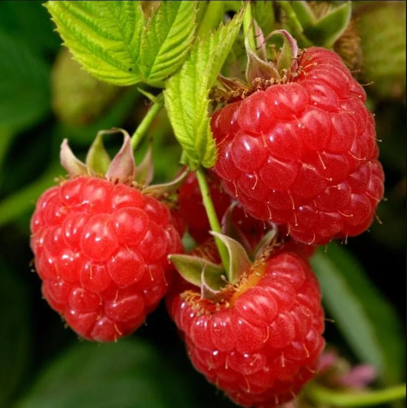 Set of 3 Caroline Raspberry Bare Roots for Planting - Sweet Fruit Plant, 3-5 Inch Tall Set of 3 Caroline Raspberry Bare Roots for Planting - Sweet Fruit Plant, 3-5 Inch Tall - Image 8
