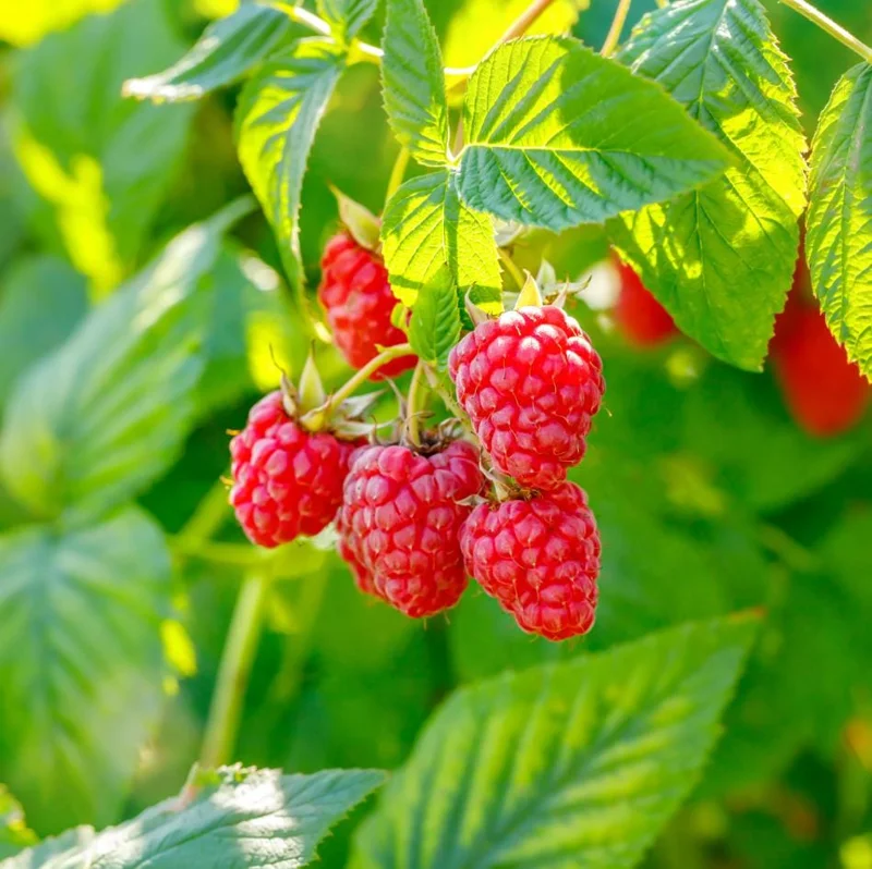 Set of 3 Caroline Raspberry Bare Roots for Planting - Sweet Fruit Plant, 3-5 Inch Tall Set of 3 Caroline Raspberry Bare Roots for Planting - Sweet Fruit Plant, 3-5 Inch Tall - Image 9