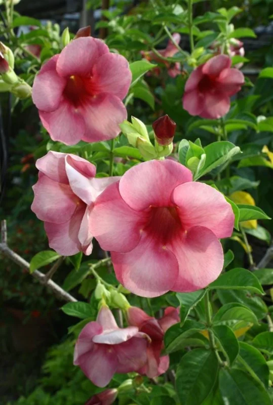 Set of 3 Cherries Jubilee Allamanda Live Plants - 5-7 Inch Tall Tropical Purple Blooms Set of 3 Cherries Jubilee Allamanda Live Plants - 5-7 Inch Tall Tropical Purple Blooms - Image 5