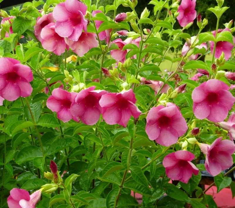 Set of 3 Cherries Jubilee Allamanda Live Plants - 5-7 Inch Tall Tropical Purple Blooms Set of 3 Cherries Jubilee Allamanda Live Plants - 5-7 Inch Tall Tropical Purple Blooms - Image 1