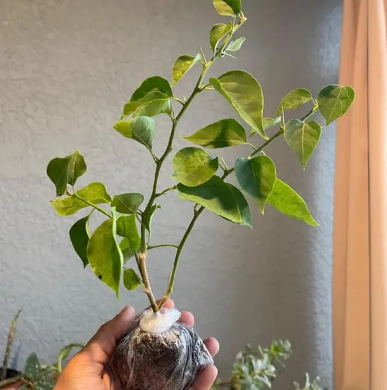 Set of 3 Double Red Bougainvillea Live Plants – 4-6" Tall Starter Vines, Rooted – Outdoor Set of 3 Double Red Bougainvillea Live Plants – 4-6" Tall Starter Vines, Rooted – Outdoor - Image 4