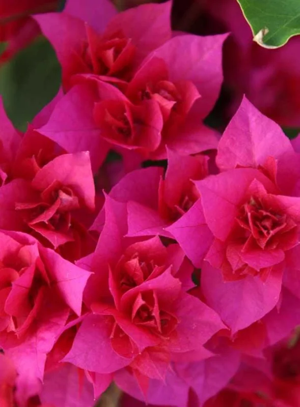 Set of 3 Double Red Bougainvillea Live Plants – 4-6" Tall Starter Vines, Rooted – Outdoor Set of 3 Double Red Bougainvillea Live Plants – 4-6" Tall Starter Vines, Rooted – Outdoor - Image 6