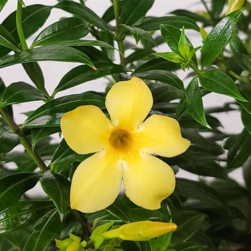 Set of 3 Dwarf Allamanda Live Plants (Allamanda compacta) – 4-6" Tall – Fast-Growing Perennial - Image 2