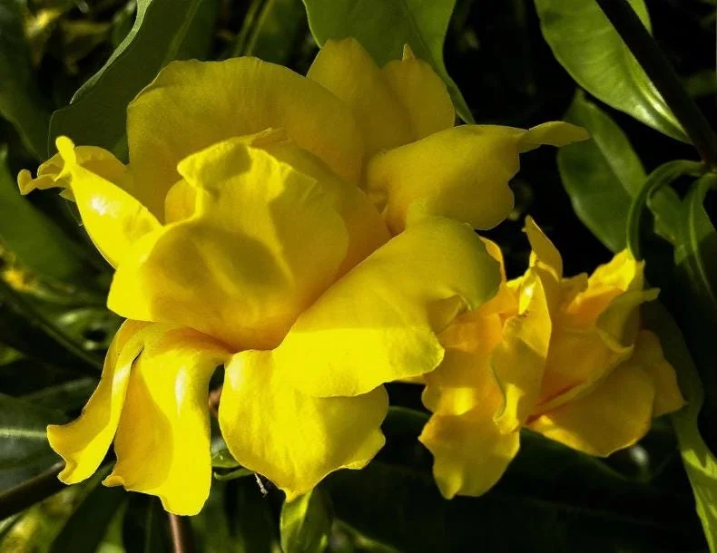Set of 3 Dwarf Allamanda Live Plants (Allamanda compacta) – 4-6" Tall – Fast-Growing Perennial Set of 3 Dwarf Allamanda Live Plants (Allamanda compacta) – 4-6" Tall – Fast-Growing Perennial - Image 3