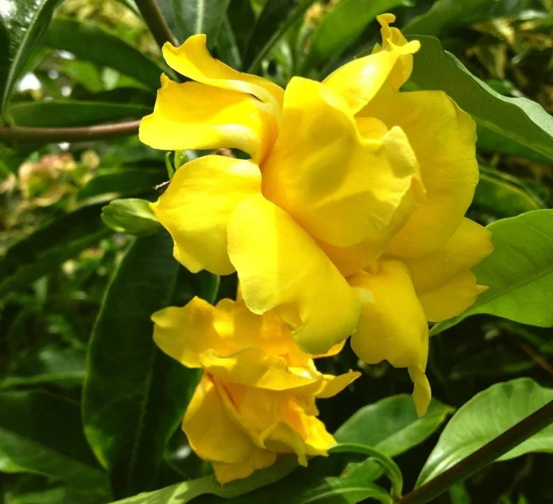 Set of 3 Dwarf Allamanda Live Plants (Allamanda compacta) – 4-6" Tall – Fast-Growing Perennial Set of 3 Dwarf Allamanda Live Plants (Allamanda compacta) – 4-6" Tall – Fast-Growing Perennial - Image 4