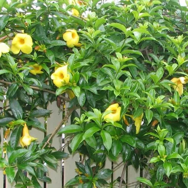 Set of 3 Dwarf Allamanda Live Plants (Allamanda compacta) – 4-6" Tall – Fast-Growing Perennial Set of 3 Dwarf Allamanda Live Plants (Allamanda compacta) – 4-6" Tall – Fast-Growing Perennial - Image 6