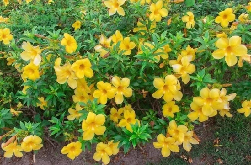 Set of 3 Dwarf Allamanda Live Plants (Allamanda compacta) – 4-6" Tall – Fast-Growing Perennial Set of 3 Dwarf Allamanda Live Plants (Allamanda compacta) – 4-6" Tall – Fast-Growing Perennial - Image 8