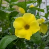 Set of 3 Dwarf Allamanda Live Plants (Allamanda compacta) – 4-6" Tall – Fast-Growing Perennial - Image 1