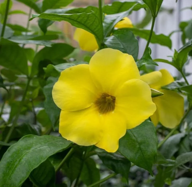 Set of 3 Dwarf Allamanda Live Plants (Allamanda compacta) – 4-6" Tall – Fast-Growing Perennial - Image 1