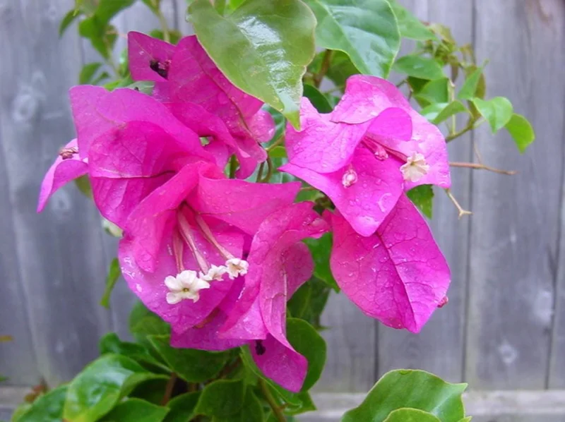 Set of 3 Dwarf Bougainvillea Live Plants – 4-6" Tall Pink Blooms - Image 2
