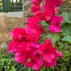 Set of 3 Dwarf Bougainvillea Live Plants – 4-6" Tall Pink Blooms - Image 1
