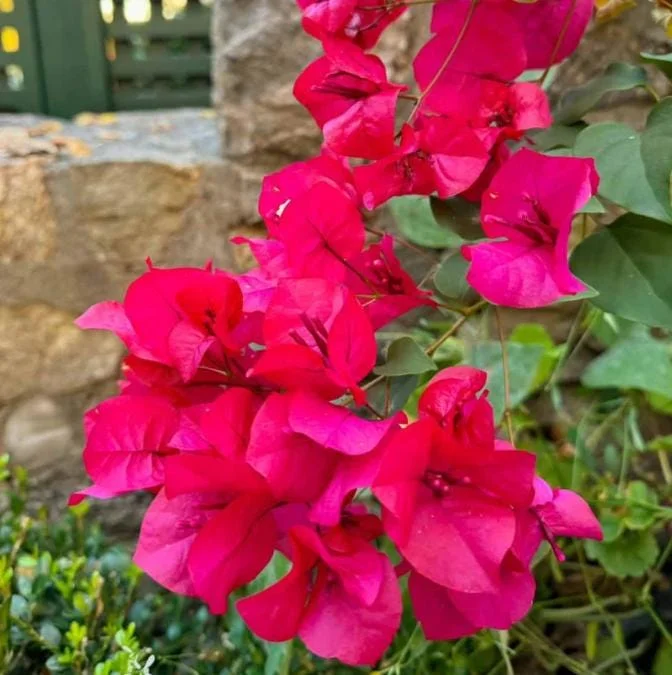 Home Set of 3 Dwarf Bougainvillea Live Plants – 4-6" Tall Pink Blooms - Image 1