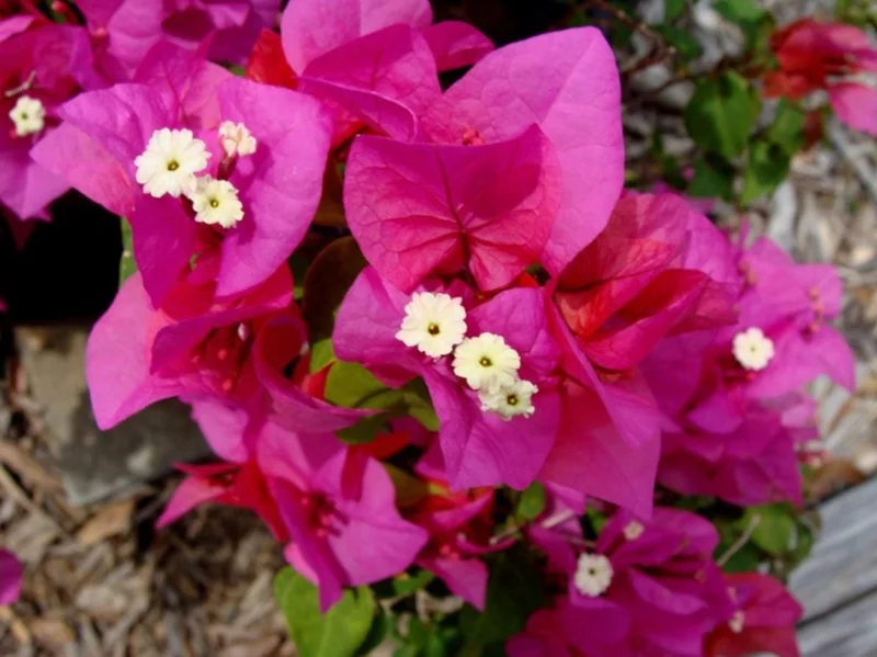 Set of 3 Dwarf Bougainvillea Live Plants – 4-6" Tall Pink Blooms Set of 3 Dwarf Bougainvillea Live Plants – 4-6" Tall Pink Blooms - Image 3