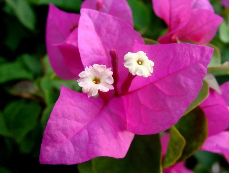 Set of 3 Dwarf Bougainvillea Live Plants – 4-6" Tall Pink Blooms Set of 3 Dwarf Bougainvillea Live Plants – 4-6" Tall Pink Blooms - Image 4