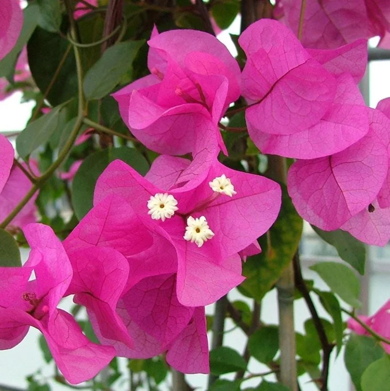 Set of 3 Dwarf Bougainvillea Live Plants – 4-6" Tall Pink Blooms Set of 3 Dwarf Bougainvillea Live Plants – 4-6" Tall Pink Blooms - Image 5