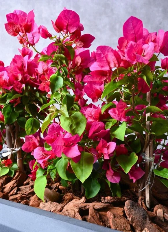 Set of 3 Dwarf Bougainvillea Live Plants – 4-6" Tall Pink Blooms Set of 3 Dwarf Bougainvillea Live Plants – 4-6" Tall Pink Blooms - Image 6