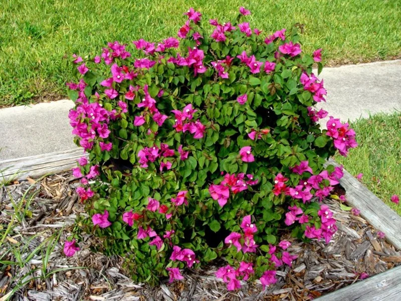 Set of 3 Dwarf Bougainvillea Live Plants – 4-6" Tall Pink Blooms Set of 3 Dwarf Bougainvillea Live Plants – 4-6" Tall Pink Blooms - Image 7