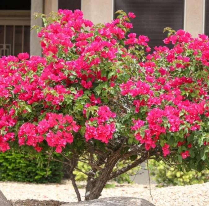 Set of 3 Dwarf Bougainvillea Live Plants – 4-6" Tall Pink Blooms Set of 3 Dwarf Bougainvillea Live Plants – 4-6" Tall Pink Blooms - Image 8