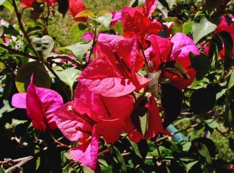 Set of 3 Dwarf Bougainvillea Live Plants – 4-6" Tall Pink Blooms Set of 3 Dwarf Bougainvillea Live Plants – 4-6" Tall Pink Blooms - Image 9