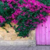 Set of 3 Elizabeth Angus Bougainvillea Live Plants – 4-6" Tall – Purple-Red Tropical Vine Set of 3 Elizabeth Angus Bougainvillea Live Plants – 4-6" Tall – Purple-Red Tropical Vine - Image 1