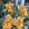 Set of 3 Golden Yellow Bougainvillea Live Plants – 4-6" Tall Tropical Vine - Image 1