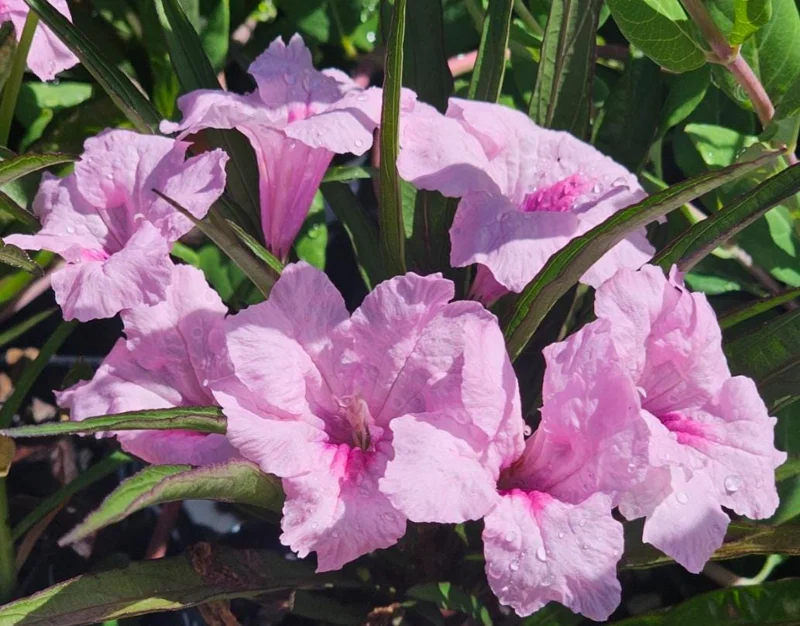 Set of 3 Katie's Dwarf Pink Ruellia Live Plants – 3-6" Tall – Rooted – Perennial Set of 3 Katie's Dwarf Pink Ruellia Live Plants – 3-6" Tall – Rooted – Perennial - Image 2