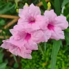 Set of 3 Katie's Dwarf Pink Ruellia Live Plants – 3-6" Tall – Rooted – Perennial - Image 1