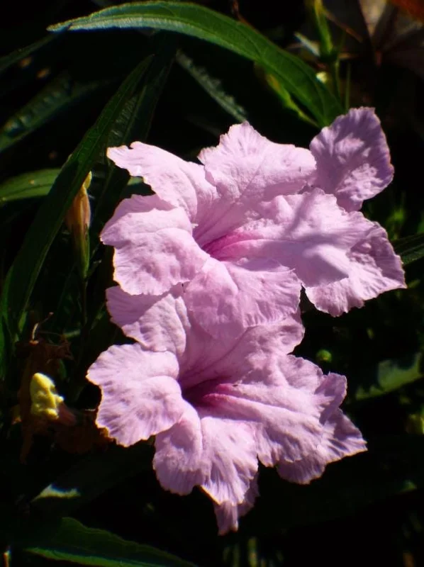 Set of 3 Katie's Dwarf Pink Ruellia Live Plants – 3-6" Tall – Rooted – Perennial Set of 3 Katie's Dwarf Pink Ruellia Live Plants – 3-6" Tall – Rooted – Perennial - Image 4