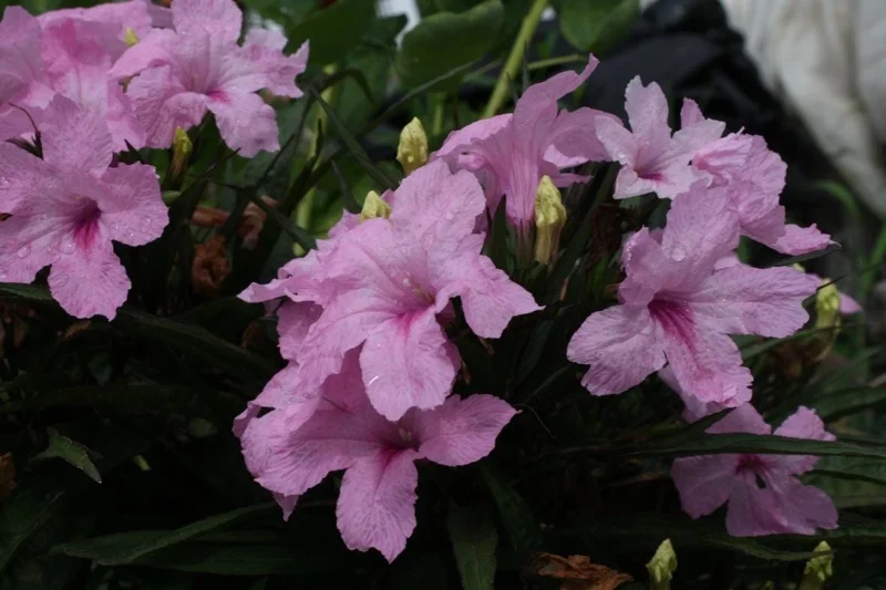 Set of 3 Katie's Dwarf Pink Ruellia Live Plants – 3-6" Tall – Rooted – Perennial Set of 3 Katie's Dwarf Pink Ruellia Live Plants – 3-6" Tall – Rooted – Perennial - Image 5