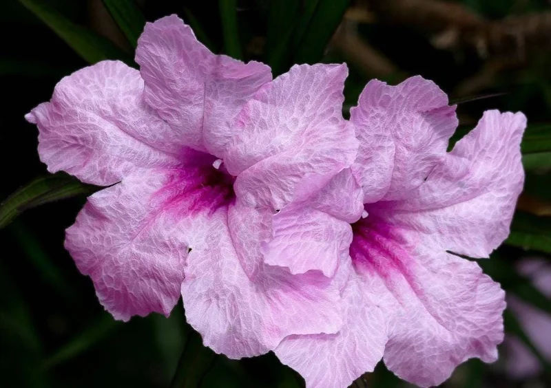 Set of 3 Katie's Dwarf Pink Ruellia Live Plants – 3-6" Tall – Rooted – Perennial Set of 3 Katie's Dwarf Pink Ruellia Live Plants – 3-6" Tall – Rooted – Perennial - Image 6