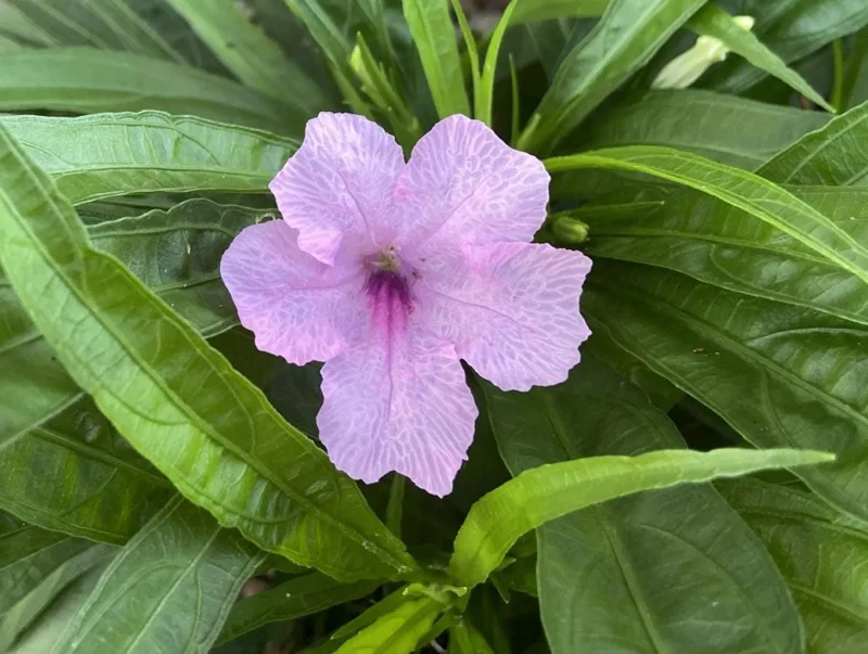 Set of 3 Katie's Dwarf Pink Ruellia Live Plants – 3-6" Tall – Rooted – Perennial Set of 3 Katie's Dwarf Pink Ruellia Live Plants – 3-6" Tall – Rooted – Perennial - Image 8