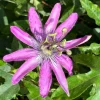 Set of 3 'Lady Lavender' Passionflower Live Plant Vines – 4-6" Tall – Rooted in Soil – Flowering Climbing Vine Set of 3 'Lady Lavender' Passionflower Live Plant Vines – 4-6" Tall – Rooted in Soil – Flowering Climbing Vine - Image 1
