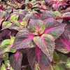 Set of 3 Magilla Perilla Coleus Live Plant – 5-9" Tall – Magenta & Purple Ornamental Foliage Set of 3 Magilla Perilla Coleus Live Plant – 5-9" Tall – Magenta & Purple Ornamental Foliage - Image 1