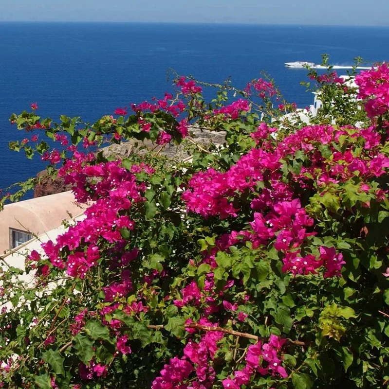 Set of 3 Pixie Pink Bougainvillea Live Plants – 4-6" Tall – Pink Flowering Vine Set of 3 Pixie Pink Bougainvillea Live Plants – 4-6" Tall – Pink Flowering Vine - Image 2