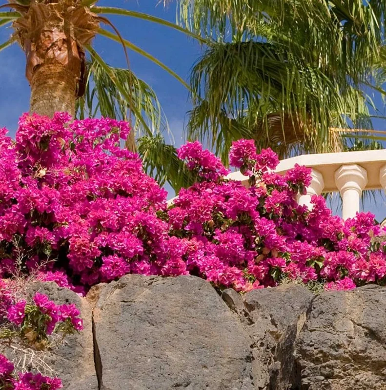 Set of 3 Pixie Pink Bougainvillea Live Plants – 4-6" Tall – Pink Flowering Vine Set of 3 Pixie Pink Bougainvillea Live Plants – 4-6" Tall – Pink Flowering Vine - Image 4