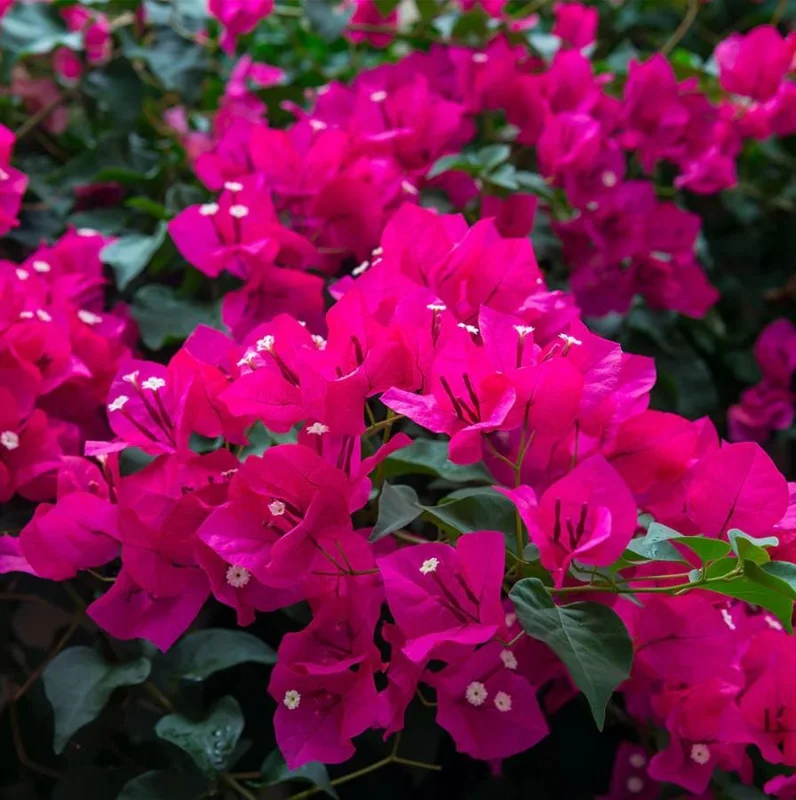 Set of 3 Pixie Pink Bougainvillea Live Plants – 4-6" Tall – Pink Flowering Vine Set of 3 Pixie Pink Bougainvillea Live Plants – 4-6" Tall – Pink Flowering Vine - Image 5