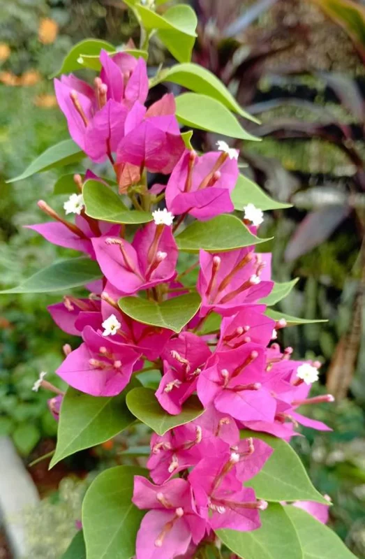 Set of 3 Pixie Pink Bougainvillea Live Plants – 4-6" Tall – Pink Flowering Vine Set of 3 Pixie Pink Bougainvillea Live Plants – 4-6" Tall – Pink Flowering Vine - Image 6