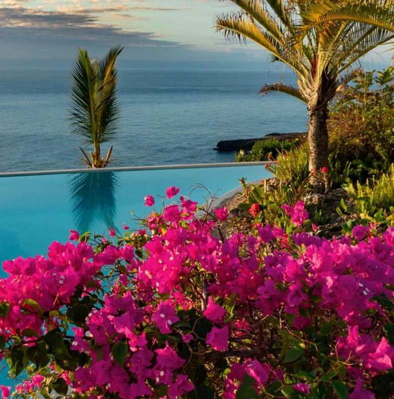 Set of 3 Pixie Pink Bougainvillea Live Plants – 4-6" Tall – Pink Flowering Vine Set of 3 Pixie Pink Bougainvillea Live Plants – 4-6" Tall – Pink Flowering Vine - Image 7