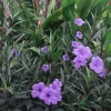 Set of 3 Purple Showers Ruellia Live Plants – Mexican Petunia – 4-8" Tall Set of 3 Purple Showers Ruellia Live Plants – Mexican Petunia – 4-8" Tall - Image 1