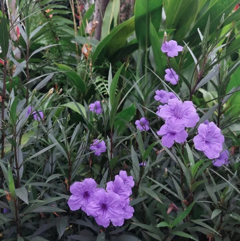 Set of 3 Purple Showers Ruellia Live Plants – Mexican Petunia – 4-8" Tall Set of 3 Purple Showers Ruellia Live Plants – Mexican Petunia – 4-8" Tall - Image 1