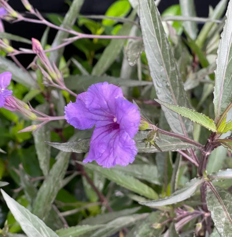 Set of 3 Purple Showers Ruellia Live Plants – Mexican Petunia – 4-8" Tall Set of 3 Purple Showers Ruellia Live Plants – Mexican Petunia – 4-8" Tall - Image 10