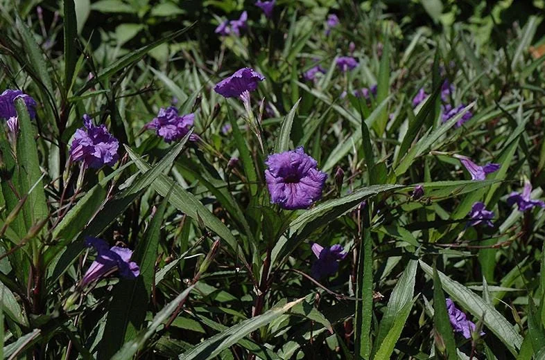 Set of 3 Purple Showers Ruellia Live Plants – Mexican Petunia – 4-8" Tall Set of 3 Purple Showers Ruellia Live Plants – Mexican Petunia – 4-8" Tall - Image 2